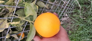 Oameni pentru portocale si mandarine Grecia