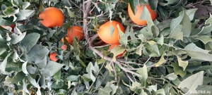 Oameni pentru portocale si mandarine Grecia - imagine 4