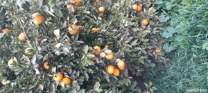 Oameni pentru portocale si mandarine Grecia - imagine 5