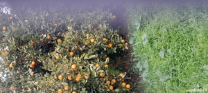 Oameni pentru portocale si mandarine Grecia - imagine 3