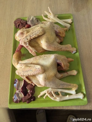 cocosi tiniri , pui , gaini de sacrificat bio crescuti fara concetrate 