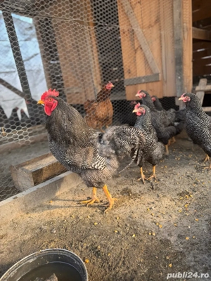 cocosi tiniri , pui , gaini de sacrificat bio crescuti fara concetrate  - imagine 3