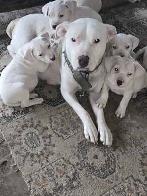 Vând Cățeluși Amstaff