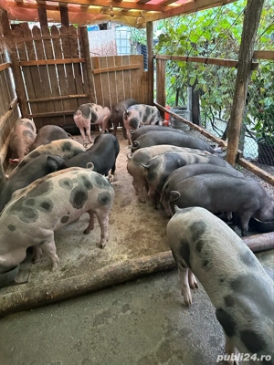 Vand grasuni pietrain - imagine 4