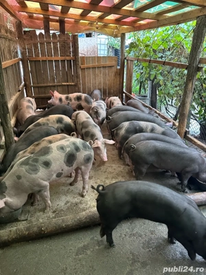 Vand grasuni pietrain - imagine 2