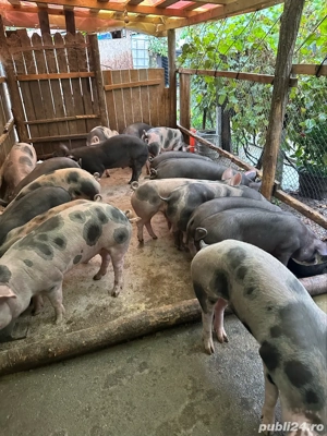 Vand grasuni pietrain - imagine 3