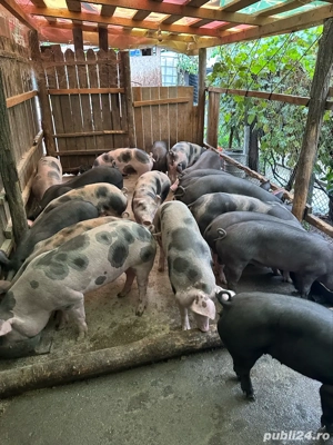 Vand grasuni pietrain - imagine 5