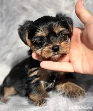 Yorkshire terrier talie mica