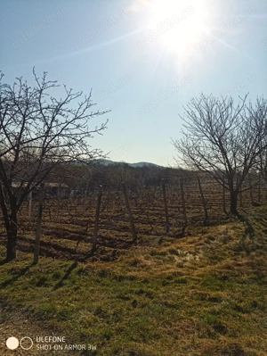 Livadă și vie în Goruni lângă Tomești cu 10 euro mp - imagine 3