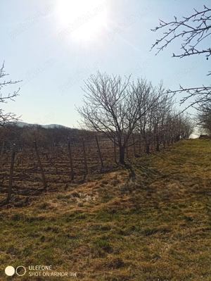 Livadă și vie în Goruni lângă Tomești cu 10 euro mp - imagine 5