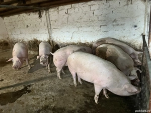 Porci de vanzare - imagine 2