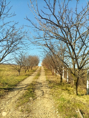 Livadă și vie în Goruni lângă Tomești cu 10 euro mp - imagine 9