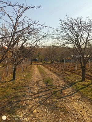 Livadă și vie în Goruni lângă Tomești cu 10 euro mp - imagine 10