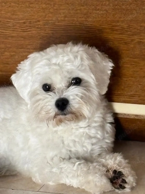 Bichon freeze 1 an și 8 luni 