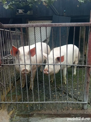 de vânzare porci de carne marele alb cu pic 