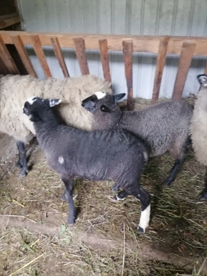 Miei de rasă Romanov  - imagine 2