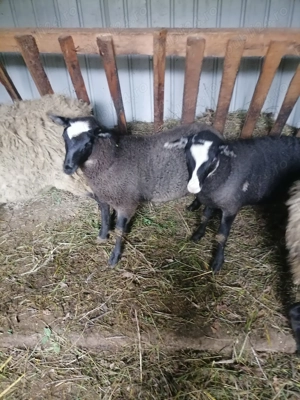 Miei de rasă Romanov 