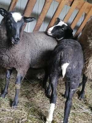 Miei de rasă Romanov 