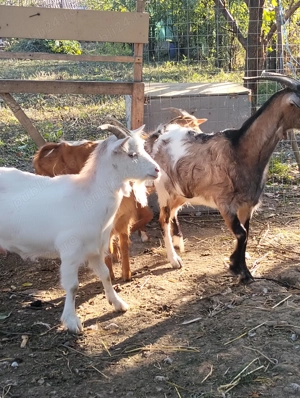 Vând capre gestante 