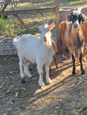 Vând capre gestante  - imagine 3 Vând capre gestante  - imagine 3