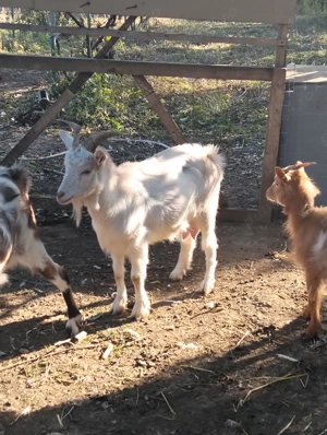 Vând capre gestante  - imagine 4 Vând capre gestante  - imagine 4