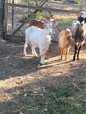 Vând capre gestante  - imagine 2 Vând capre gestante  - imagine 2