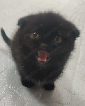 Vând pisicuța scotish fold - imagine 2