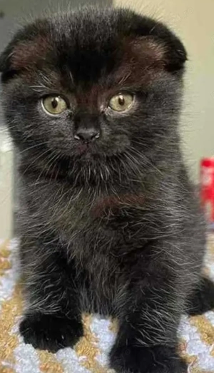 Vând pisicuța scotish fold