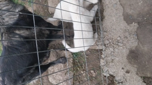 Căței de vanzare  - imagine 2