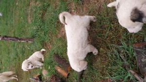 Căței de vanzare  - imagine 3