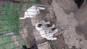 Căței de vanzare  - imagine 4