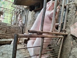 Vand porc !! - imagine 3