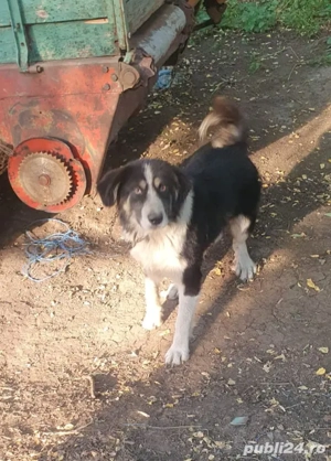 Vand doi caini - imagine 2 Vand doi caini - imagine 2