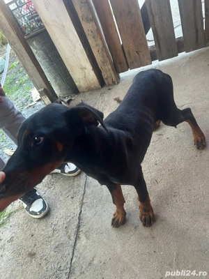 Vand cățel de 5 luni Dobermann - imagine 4