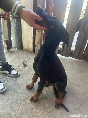 Vand cățel de 5 luni Dobermann - imagine 3