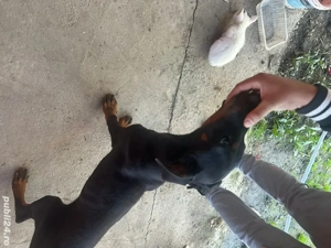 Vand cățel de 5 luni Dobermann - imagine 2