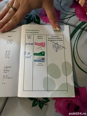 Vand cățel de 5 luni Dobermann