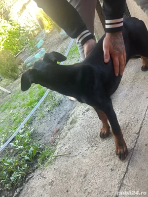 Vand cățel de 5 luni Dobermann - imagine 5