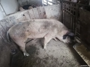 Vand sau schimb vier foarte bun reproducator