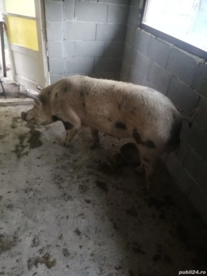 Vand sau schimb vier foarte bun reproducator - imagine 2