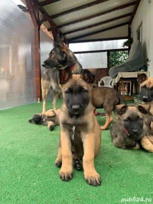 Ciobanesc belgian malinois