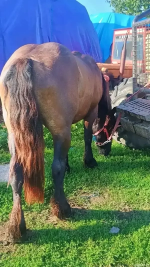 Vand armăsar greu de 2 ani 