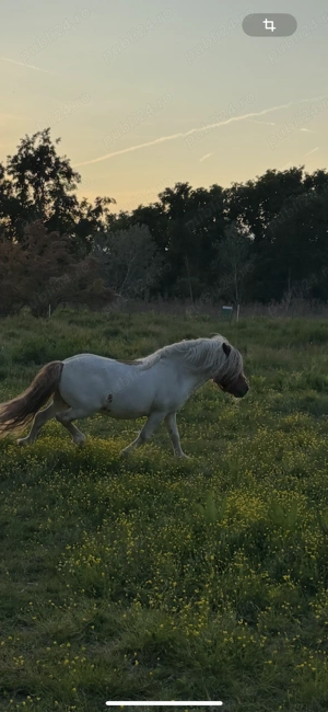 Ponei armăsar de vânzare ! 