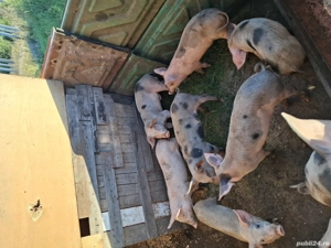 Vând purcei șoldani 