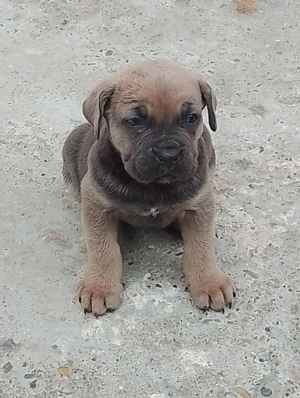 Căței Cane Corso din părinți cu pedigree  - imagine 2
