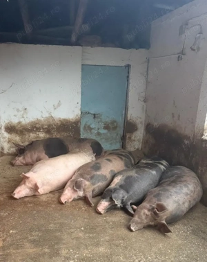 Porci de vanzare