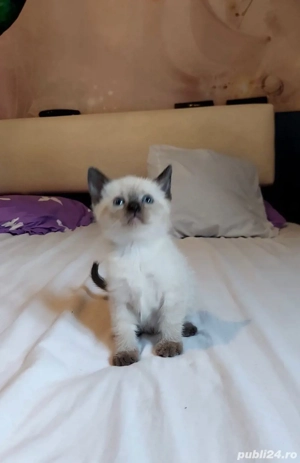 British Point  - imagine 2