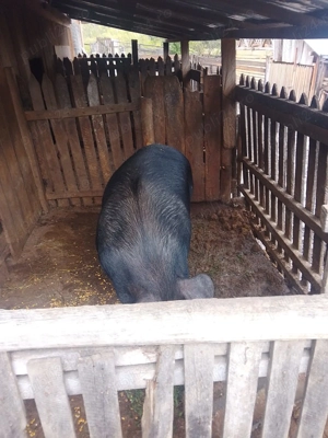 Vând porc are în jur de 230kg!