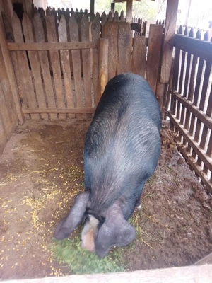Vând porc are în jur de 230kg! - imagine 2