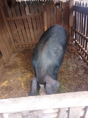Vând porc are în jur de 230kg! - imagine 6